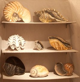 A photo of a shelf with shells. 